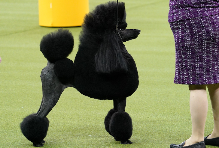 Westminster 2020 Best in Show: Siba the Standard Poodle